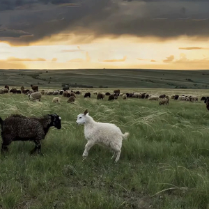 天堂禾欧美城网站
